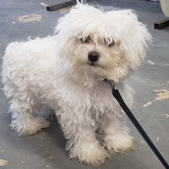 Yeppi Pet Grooming - Before the groom! Like a Mop - Pet Groomers Near Me - Centreville, Virginia Yeppi Pet Grooming - Before the groom! Like a Mop - Pet Groomers Near Me - Centreville, Virginia