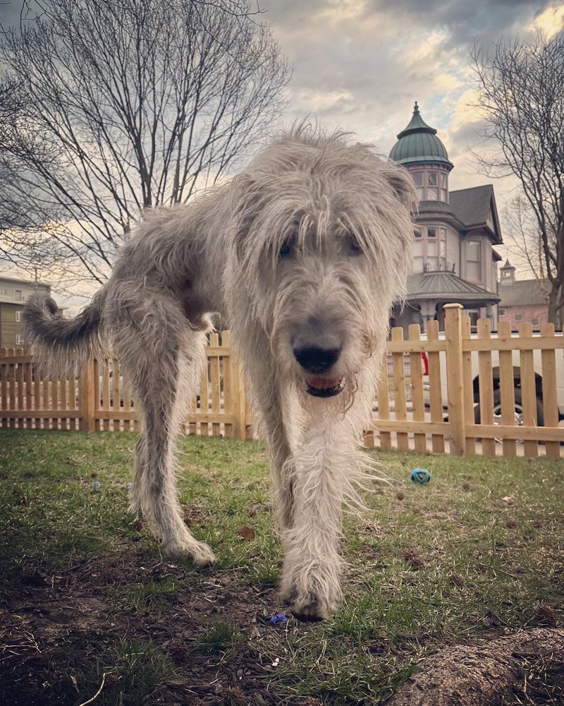 TIMBER RIDGE FENCE 11 Photos 450 E 96th St, Indianapolis, Indiana