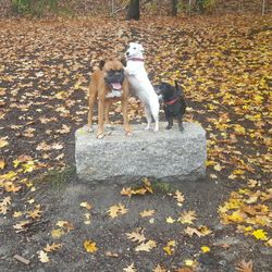 Valley Street Dog Park