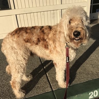 ShamPooches - Pet Groomers Near Me - San Ramon, California ShamPooches - Pet Groomers Near Me - San Ramon, California