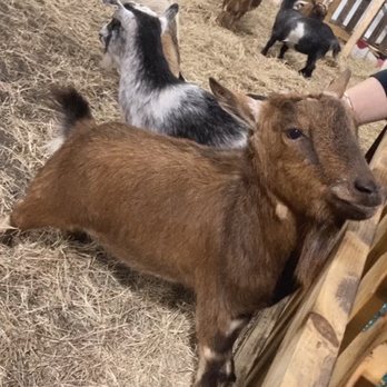Miami-Dade County Fair & Exposition - Goats - Amusement Parks Near Me - Miami, Florida Miami-Dade County Fair & Exposition - Goats - Amusement Parks Near Me - Miami, Florida