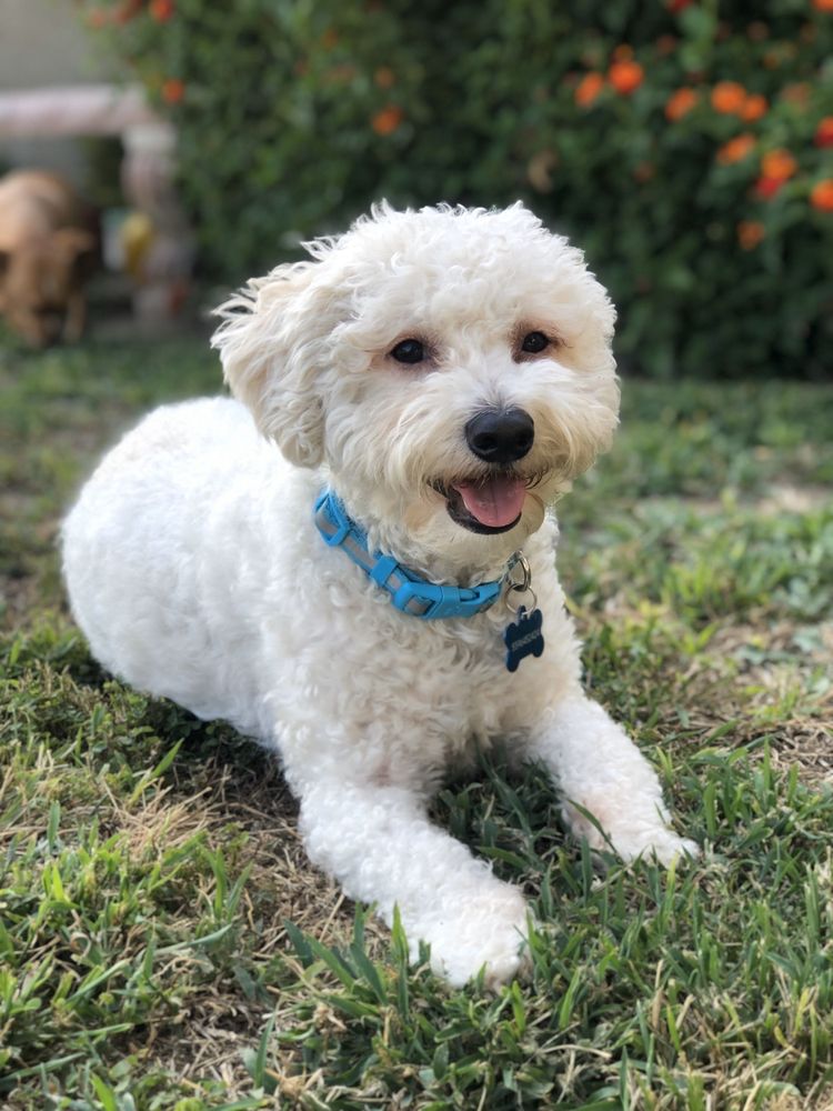 HAPPY TAILS PET SALON 22 Photos & 40 Reviews 8885 N Chestnut Ave