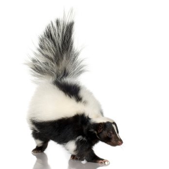 Dupage Kane Wildlife Removal - Call DuPage Kane Wildlife Removal to handle your skunk problems. - Pest Control Near Me Dupage Kane Wildlife Removal - Call DuPage Kane Wildlife Removal to handle your skunk problems. - Pest Control Near Me