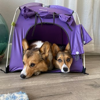 The K9 Professor - Down stay position - Pet Training Near Me