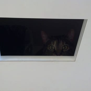 Gold River Pet Hospital - Luna hiding inside the exam table while waiting for the doctor. - Veterinarians Near Me - Gold River, California
