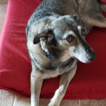 Cindy' s Petsitting Service - A little camera shy - Dog Walkers Near Me Cindy' s Petsitting Service - A little camera shy - Dog Walkers Near Me