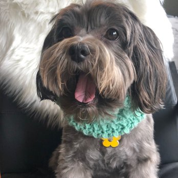 A Canine Castle - Molly - Pet Groomers Near Me - Redondo Beach, California A Canine Castle - Molly - Pet Groomers Near Me - Redondo Beach, California