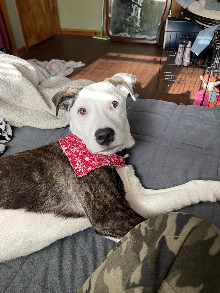 HUNGRY HOUND BOUTIQUE AND GROOMING Updated August 2024 25 Photos 5151 E 81st Ave