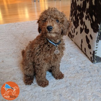 SideKick Dog Training - Pet Training Near Me SideKick Dog Training - Pet Training Near Me