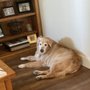 Photo of Bark Me Beautiful