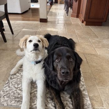 NorthShore Canine Academy - Pet Training Near Me - Wilmette, Illinois