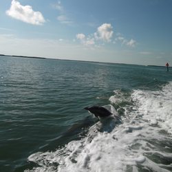 Merry Manatee Tours