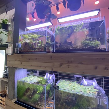 The Arium Shop - Aquariums Near Me - Issaquah, Washington The Arium Shop - Aquariums Near Me - Issaquah, Washington