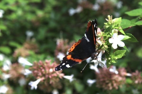 Huntsville Botanical Garden by null