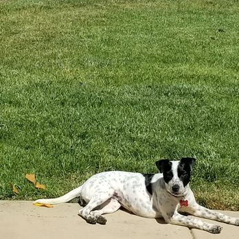 The Barking Lot - Lucy enjoys a good sun bath - Animal Shelters Near Me - Ramona, California The Barking Lot - Lucy enjoys a good sun bath - Animal Shelters Near Me - Ramona, California