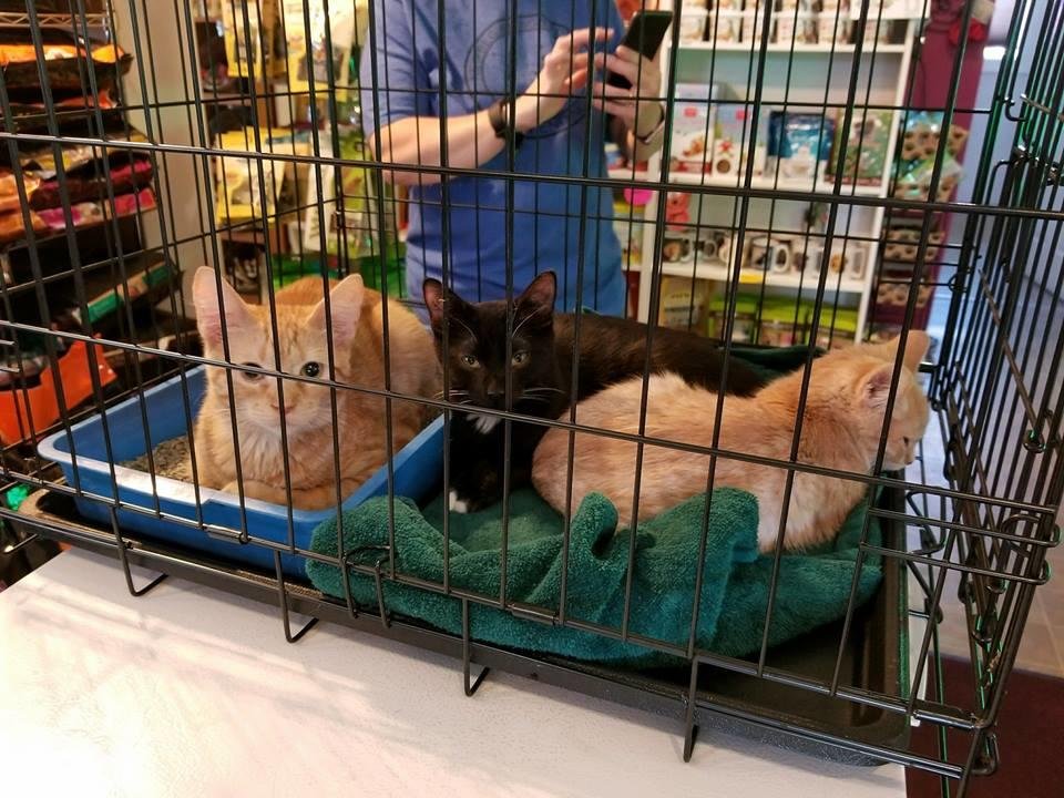 RAZZLE DAZZLE DOGGIE BOWTIQUE Updated July 2024 21 Photos 840 W