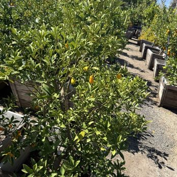 Maclay Rancho Nursery - Nurseries & Gardening Near Me - Santa Clarita, California Maclay Rancho Nursery - Nurseries & Gardening Near Me - Santa Clarita, California