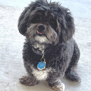 K9-Coach Home Dog Training - Bentley - Pet Training Near Me