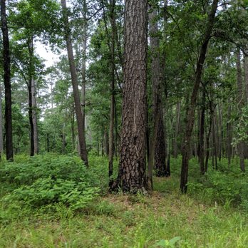 Sam Houston National Forest - Trees - Parks Near Me - New Waverly, Texas