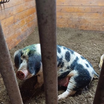 Silver Key Ranch - a black and white pig in a pen - A piglet with a mottled black, white, and gray coat is sitting on dirt inside a pen with wooden walls. The piglet's head is turned slightly downward, and it appears to be resting or exploring. Metal bars are visible in the foreground, partially blocking the view. The pen has a rustic appearance with wooden planks lining the walls and a dirt floor. - Farms Near Me - Catlett, Virginia