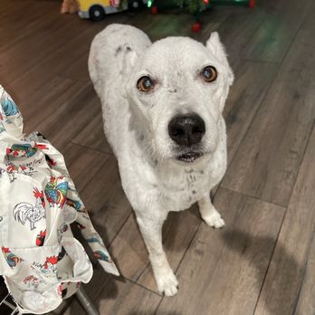 Thatgroomerdood - Our old man Ace!! - Pet Groomers Near Me - Corona, California