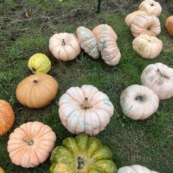 Plumper Farms - Pumpkin Patches Near Me - Portland, Oregon