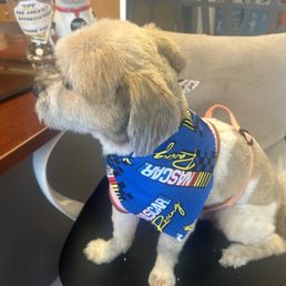 Dog hair cut Dog hair cut