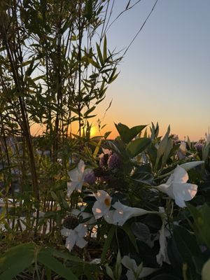 Maru Rooftop Nikkei by null
