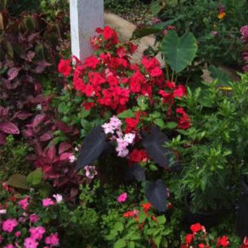 Redwood Nursery - Nurseries & Gardening Near Me - Santa Cruz, California Redwood Nursery - Nurseries & Gardening Near Me - Santa Cruz, California