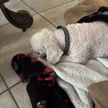 Pets R People 2 - Pet Groomers Near Me - Hemet, California Pets R People 2 - Pet Groomers Near Me - Hemet, California
