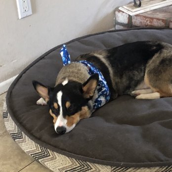 Shampooch Pet Styles - Pet Groomers Near Me - Temecula, California