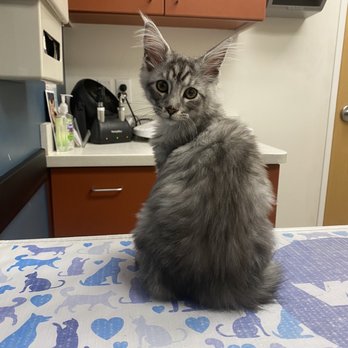VCA Mill Run Animal Hospital - Kitty nervous for his first visit. - Veterinarians Near Me - Hilliard, Ohio VCA Mill Run Animal Hospital - Kitty nervous for his first visit. - Veterinarians Near Me - Hilliard, Ohio