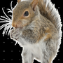 Photo of Rapid Rodent Removal