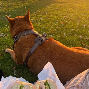 Bolos Bites - Tuna sandwhich - Sandwiches Near Me - Oakland, California