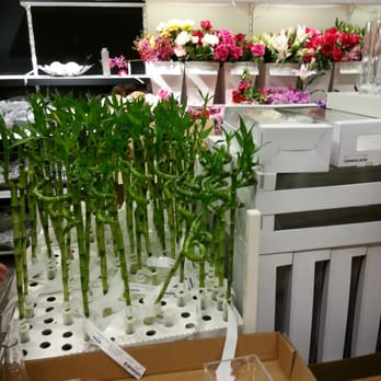 IKEA - Bonsai plants - Furniture Stores Near Me - Costa Mesa, California IKEA - Bonsai plants - Furniture Stores Near Me - Costa Mesa, California