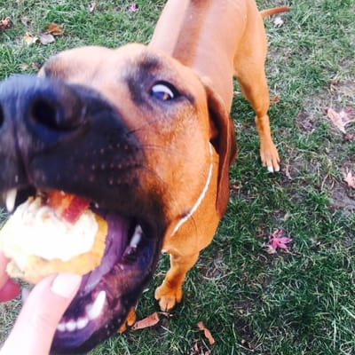 Amelie's Bark Shop by null