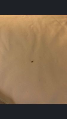 Holiday Inn Express & Suites New Buffalo, MI by null