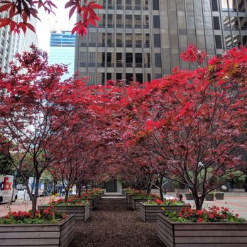 SD Bechtel Plaza - Beautiful trees in SD Bechtel Plaza - Parks Near Me - San Francisco, California SD Bechtel Plaza - Beautiful trees in SD Bechtel Plaza - Parks Near Me - San Francisco, California