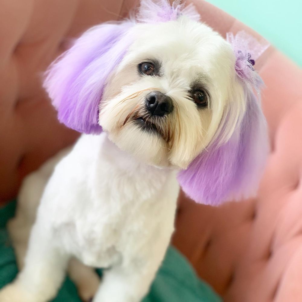 FAIRY TAILS PET SALON Updated September 2024 12 Photos 4095