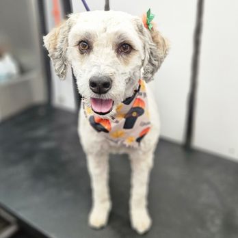 Vanity Fur Menifee - Pet Groomers Near Me