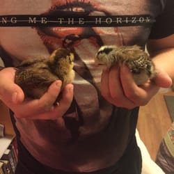 Tractor Supply - These chicks are the same age but the one on the left is healthy and double the size of the right.