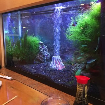 Sushi Spot - Seated in front of the fish tank which was pretty neat! - Sushi Bars Near Me - Arcata, California Sushi Spot - Seated in front of the fish tank which was pretty neat! - Sushi Bars Near Me - Arcata, California