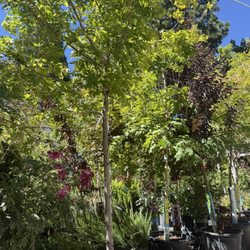 The Corral