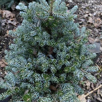 Kigi Nursery - Abies k. 'Ice Breaker' - Nurseries & Gardening Near Me - Kelso, Washington