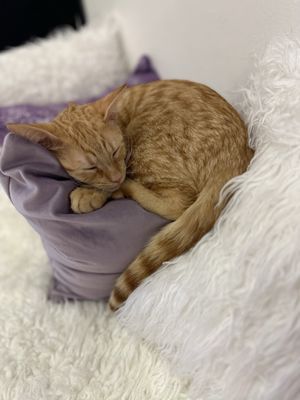 Purrfecto Cat Lounge by null