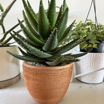 Camelback Flowershop - Aloe Plant - Florists Near Me - Phoenix, Arizona Camelback Flowershop - Aloe Plant - Florists Near Me - Phoenix, Arizona