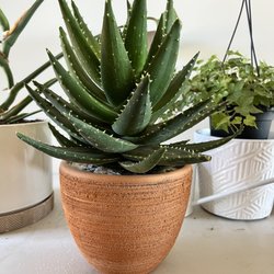 Camelback Flowershop - Aloe Plant