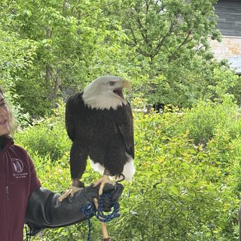 Schlitz Audubon Nature Center - Valkyrie the Bald Eagle - Parks Near Me - Milwaukee, Wisconsin Schlitz Audubon Nature Center - Valkyrie the Bald Eagle - Parks Near Me - Milwaukee, Wisconsin