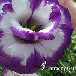 Harmony Gardens & Gift Shop