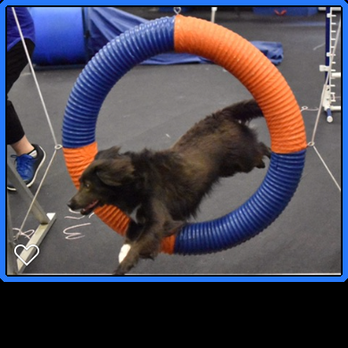 Zoom Room Dog Training - Pet Training Near Me - Trophy Club, Texas Zoom Room Dog Training - Pet Training Near Me - Trophy Club, Texas